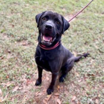Rescue Labrador Retriever Dogs for Adoption in Spartanburg, South Carolina - Knight | PetCurious