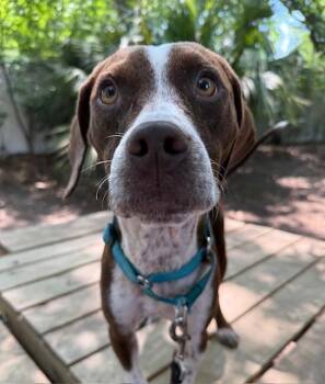Hound Dogs Available for Adoption in Charleston, South Carolina - Bubba Jay | PetCurious