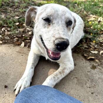 Luka -  Australian Cattle Dog Blue Heeler Dog Available for Adoption in Midland, Texas - Luka | PetCurious