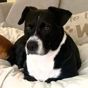 SHADOW -  Terrier Dog for Adoption in Largo, Florida - SHADOW | PetCurious