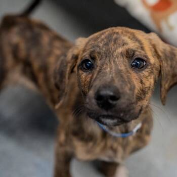 Plott Hound Dogs Available for Adoption - Brecken | PetCurious