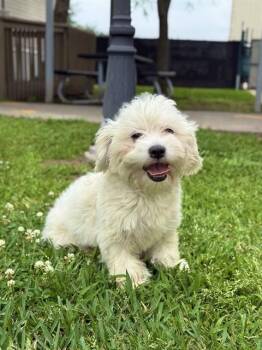 Maltese Dogs Available for Adoption in Sugar Land, Texas - MARTIE | PetCurious