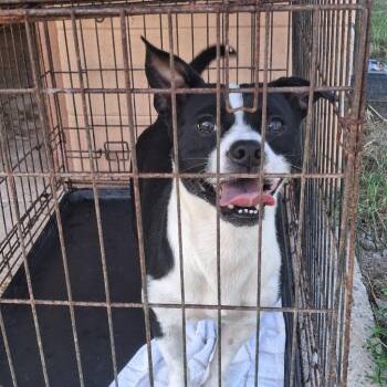 Twizzler -  Terrier Dog for Adoption in Gautier, Mississippi - Twizzler | PetCurious