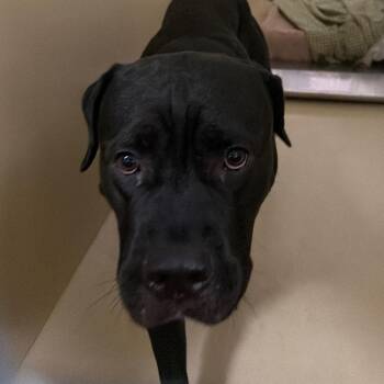 Halloween -  Mixed Breed Dog for Adoption in Philadelphia, Pennsylvania - Halloween | PetCurious