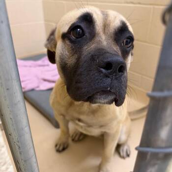 Mixed Breed Dogs Available for Adoption in Winston-salem, North Carolina - Keyboard Smash | PetCurious