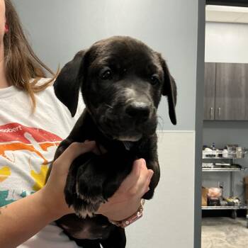 Ethel -  Black Labrador Retriever and Mixed Breed Dog for Adoption in Saint Joseph, Missouri - Ethel | PetCurious
