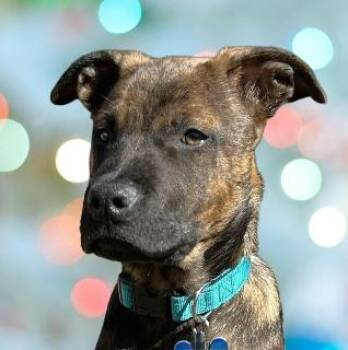 Mixed Breed Dogs Available for Adoption - Graham | PetCurious
