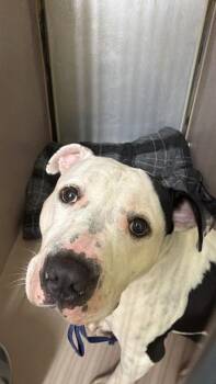 The Pawdacity -  Mixed Breed Dog for Adoption in New York, New York - The Pawdacity | PetCurious