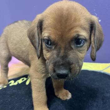 Mixed Breed Dogs Available for Adoption - Delilah | PetCurious