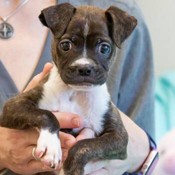 Tatum -  Mixed Breed Dog for Adoption in Cartersville, Georgia - Tatum | PetCurious