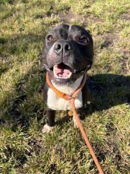 Pugsley -  Pit Bull Terrier Dog for Adoption in Chicago, Illinois - Pugsley | PetCurious