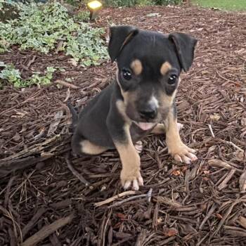 Paco -  Chihuahua and Mixed Breed Dog for Adoption in Wake Forest, North Carolina - Paco | PetCurious