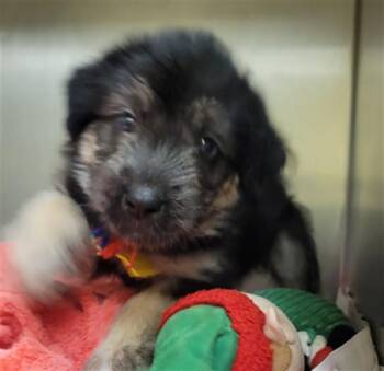 German Shepherd Dog and Australian Shepherd Dogs Available for Adoption in St. Louis, Missouri - ROO | PetCurious