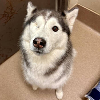 Rescue Husky and Alaskan Malamute Dogs for Adoption in Hinesville, Georgia - Koda | PetCurious