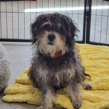 Etta -  Yorkshire Terrier and Miniature Poodle Dog for Adoption in Spanish Fork, Utah - Etta | PetCurious