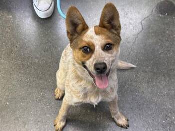 PEBBLES -  Australian Cattle Dog Blue Heeler Dog for Adoption in Palo Alto, California - PEBBLES | PetCurious