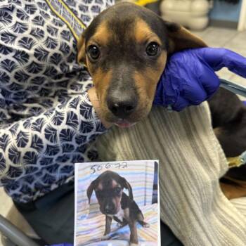 Astronomy Pup: Aries -  Beagle and Mixed Breed Dog for Adoption in Falls Church, Virginia - Astronomy Pup: Aries | PetCurious