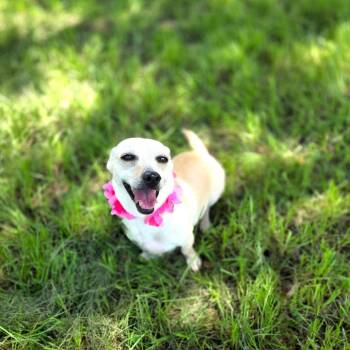 Tater -  Chihuahua and Mixed Breed Dog for Adoption in Port Charlotte, Florida - Tater | PetCurious