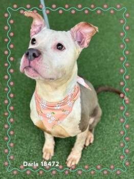 Pit Bull Terrier Dogs Available for Adoption in Marietta, Georgia - Darla (50) | PetCurious