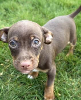 Chihuahua Dogs Available for Adoption in South Bend, Indiana - Alfie | PetCurious