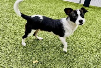 Felix -  Terrier Dog for Adoption in Bloomfield, Connecticut - Felix | PetCurious