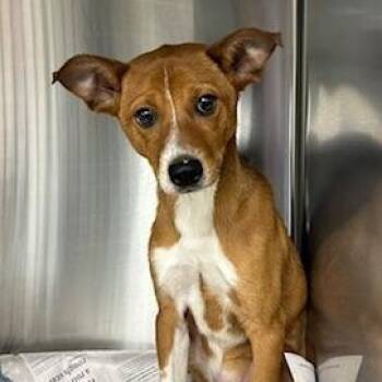 Mixed Breed Dogs Available for Adoption in Knoxville, Tennessee - Beetle | PetCurious