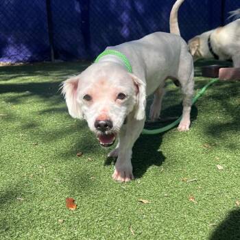 Anson -  Mixed Breed Dog for Adoption - Anson | PetCurious