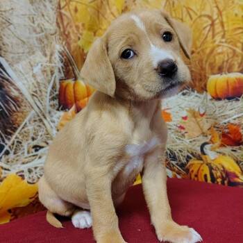 Rescue Hound and Labrador Retriever Dogs for Adoption in Griswold, Connecticut - Honey | PetCurious