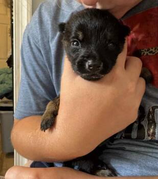 Rescue German Shepherd Dog Dogs for Adoption in Kalamazoo, Michigan - Lumi | PetCurious