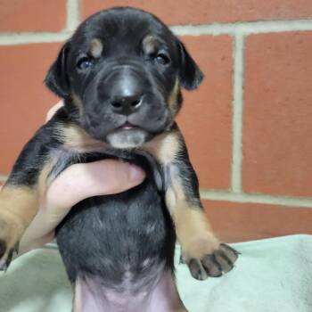 Mariposa -  Terrier and Mixed Breed Dog for Adoption in Cabot, Arkansas - Mariposa | PetCurious