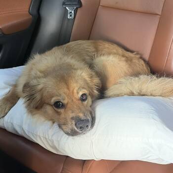 Remy -  Spaniel Dog for Adoption in Frazier Park, California - Remy | PetCurious