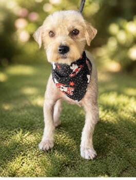 Stella -  Schnauzer and Poodle Dog for Adoption in Orange, California - Stella | PetCurious