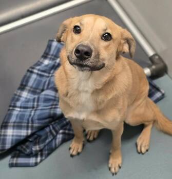Angel -  Labrador Retriever Dog for Adoption in Sedalia, Colorado - Angel | PetCurious