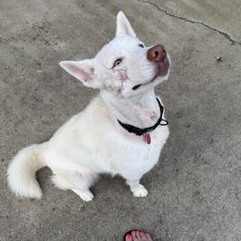 Snow -  Siberian Husky Dog for Adoption in York, Pennsylvania - Snow | PetCurious