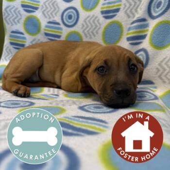 Mixed Breed Dogs Available for Adoption in Janesville, Wisconsin - Crew | PetCurious