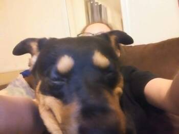 Rottweiler Dogs Available for Adoption - Bear | PetCurious