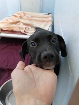 Astro -  Mixed Breed Dog for Adoption in Palm Coast, Florida - Astro | PetCurious