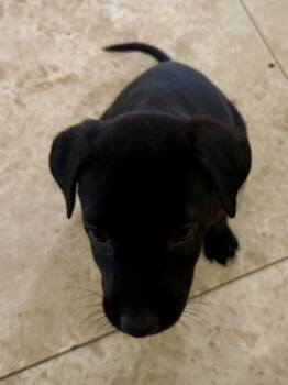 Black Labrador Retriever Dogs Available for Adoption in Boca Raton, Florida - Black Labrador Retriever Knight Girl Puppy  | PetCurious