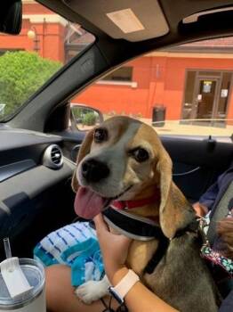 Marble Rye -  Beagle Dog for Adoption in Downers Grove, Illinois - Marble Rye | PetCurious