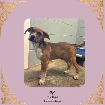 Willow -  Bluetick Coonhound and Mixed Breed Dog for Adoption in Cumberland, Rhode Island - Willow | PetCurious