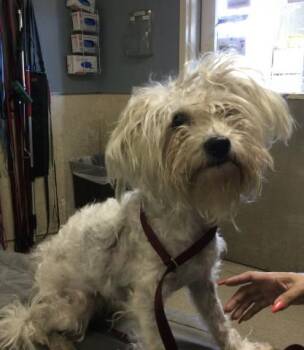 BLITZ -  Maltese Dog for Adoption in Riverside, California - BLITZ | PetCurious