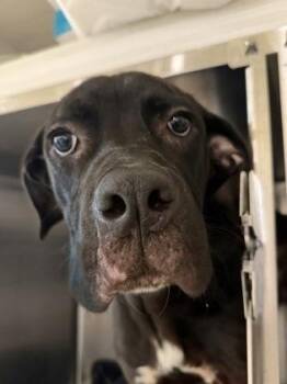 Badger -  Labrador Retriever and Mixed Breed Dog for Adoption in Atlanta, Georgia - Badger | PetCurious