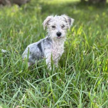 Mattie -  Yorkshire Terrier Dog for Adoption in Baton Rouge, Louisiana - Mattie | PetCurious