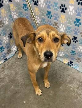 WHISKEY -  Black Mouth Cur and Mixed Breed Dog for Adoption in Rosenberg, Texas - WHISKEY | PetCurious