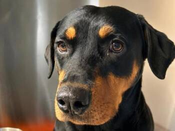 Darcy -  Mixed Breed Dog for Adoption in Georgetown, Texas - Darcy | PetCurious