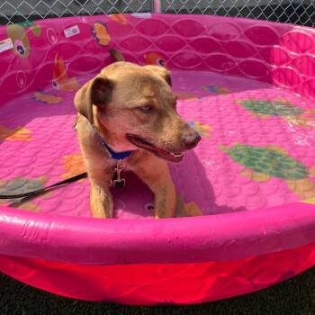 Coco Bean -  Mixed Breed Dog for Adoption in Chicago, Illinois - Coco Bean | PetCurious