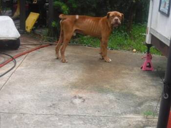 MARTY -  Bullmastiff and Mixed Breed Dog for Adoption in Doral, Florida - MARTY | PetCurious