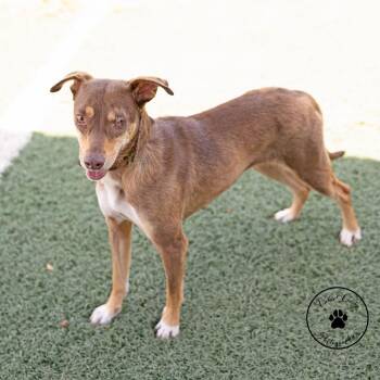 Hazelnut -  Terrier and Mixed Breed Dog for Adoption in Portland, Oregon - Hazelnut | PetCurious