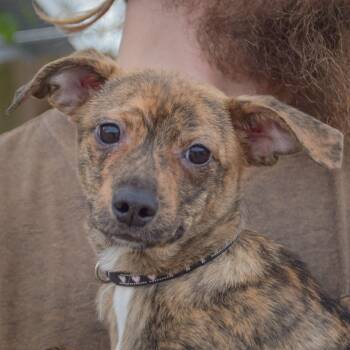 Jenson -  Whippet and Italian Greyhound Dog for Adoption in Huntley, Illinois - Jenson | PetCurious