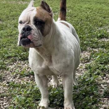 English Bulldog Dogs Available for Adoption in Austin, Texas - Maple | PetCurious